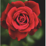 Nice roses!