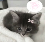 drain city ekittens <3