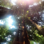 Fozzs Forest