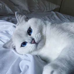 ♡︎