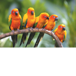 Paradise of birds :)