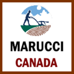 Marucci