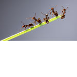 Random Ant Colony