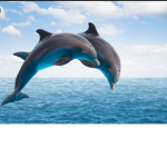 |~|Dolphin Club|~|