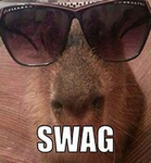 Tuff capybara group