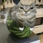 watermelon go brr