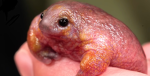 Froggieproductions