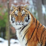 Green Tiger
