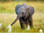 -Elephant fanatic-