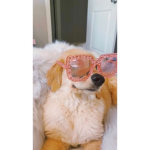 Dog cuddles
