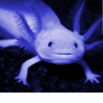 -Anth0nyb0d3n-