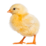 Save the chickens!