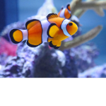 *Fishy*