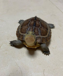 Sweet baby turtles