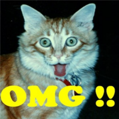 OMG cat! Roblox decal