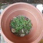 Good plant group