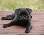 Pug power123