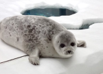 sealsu