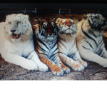 Tigers jungle