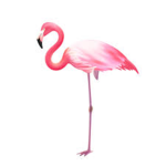 Flamingosmiley fan club