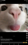 Amoonaa