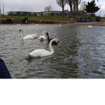 GoldenSwans