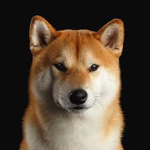 The Real Doges United