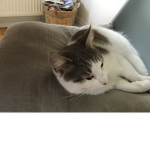 The sweetest cat waffel