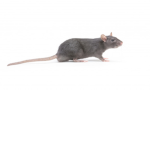 RATS RULE FOREVER
