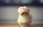 _Chicken_