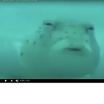 puffPOGGERS