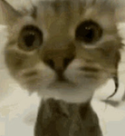Only popcats and floppas all the cats u met