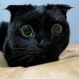 Gato Hub
