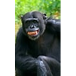 Jordan Chimp Drip Store