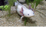 Axolotl fan group!!!!