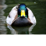 The Duck Lads (and lassies)