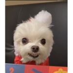 stan itzy
