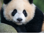 Panda cool guys