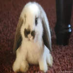 boopsie Group Thumbnail