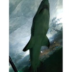 sharks are the best sea creature