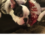 THE DOGGO FOR EVERYONE