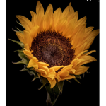 Sun<3flowers