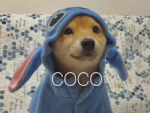 Lily’s poop