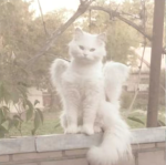 Angels kiss