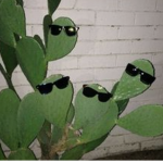 (Cactus)