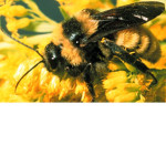 |~Honeybees~|