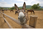 donkeys hangout