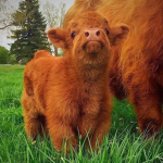 The Official Space Cow Group