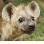 Hyena Fanclub