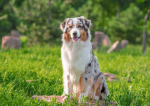 doggies143227